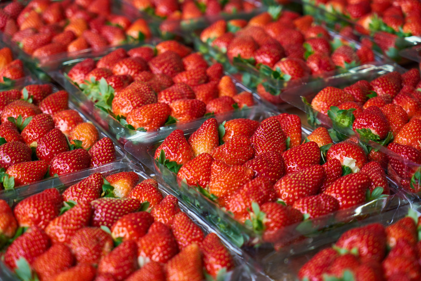 Barquette de Fraise (500g)