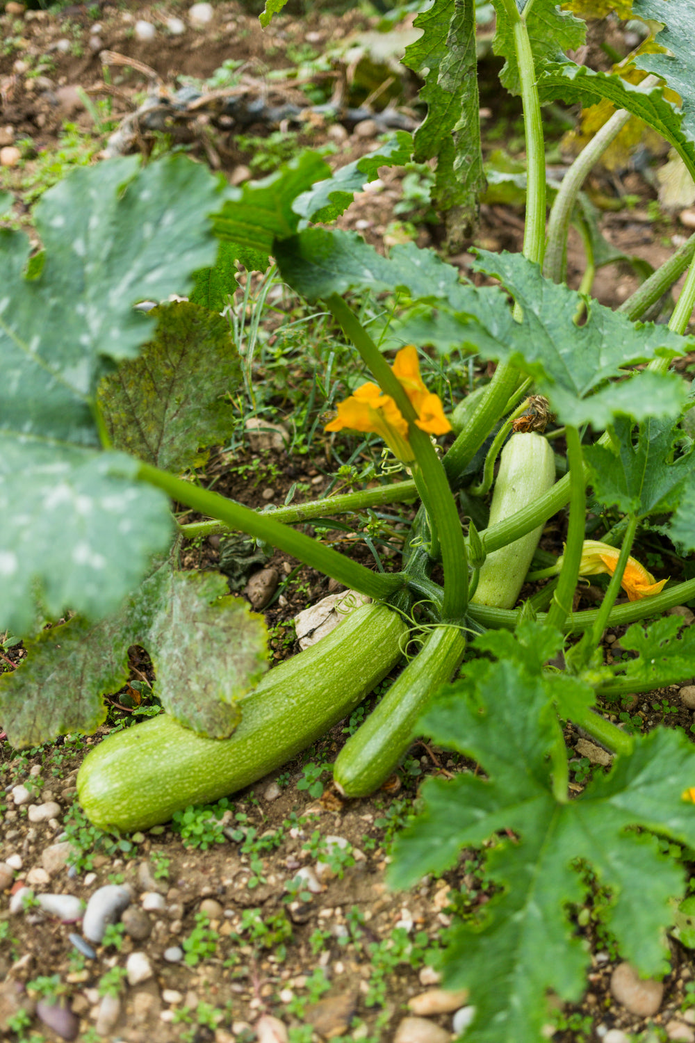 Courgette (Sélection)