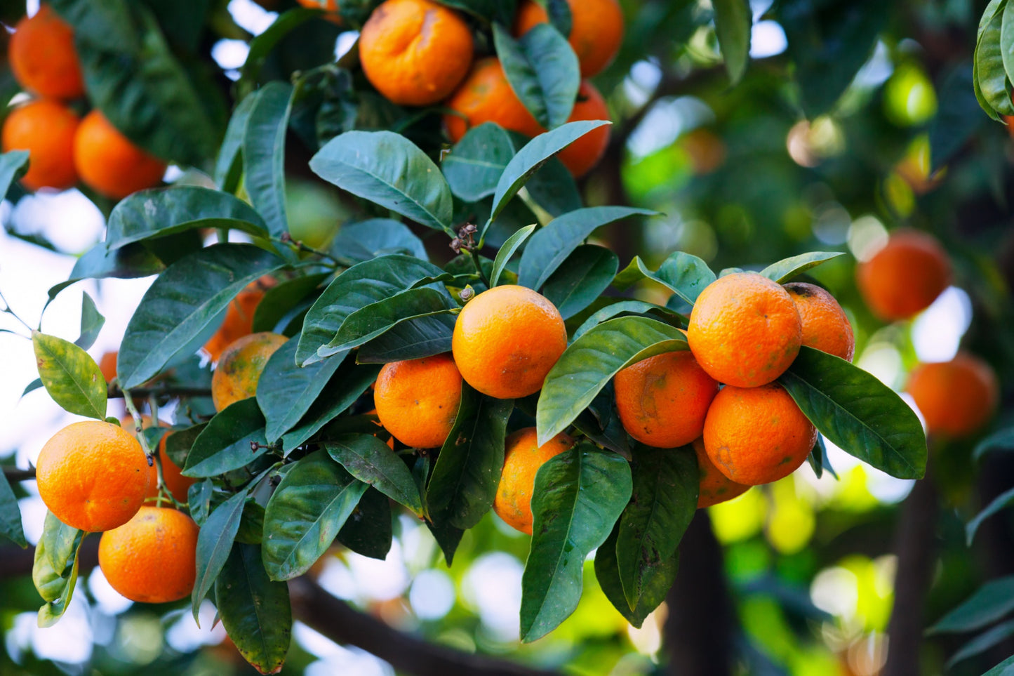 Clementine (Pièce)