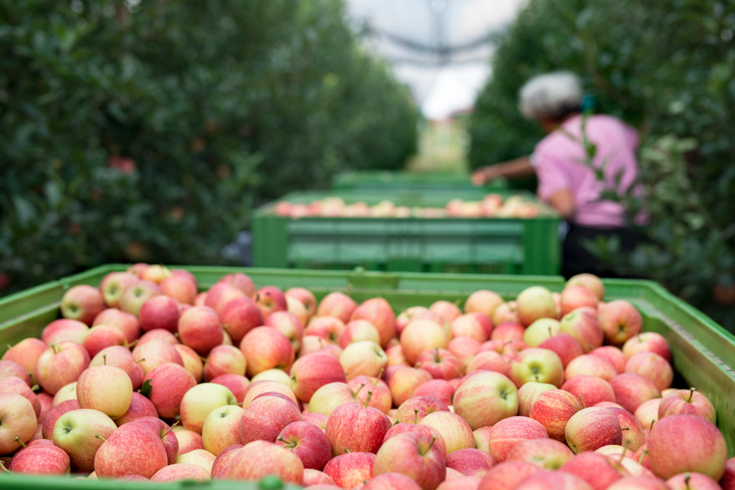 Pomme (Pièce)