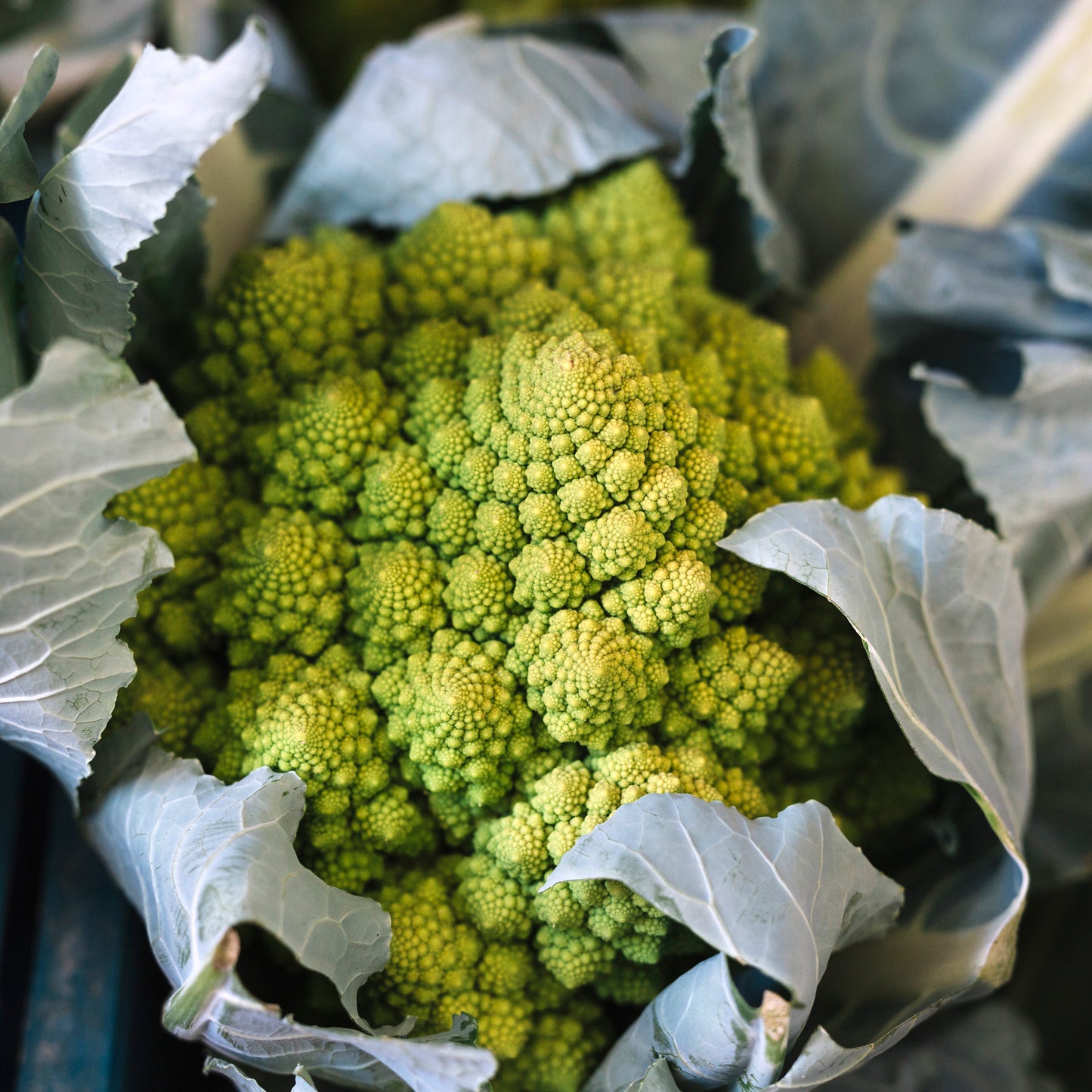 Chou Romanesco (Pièce)