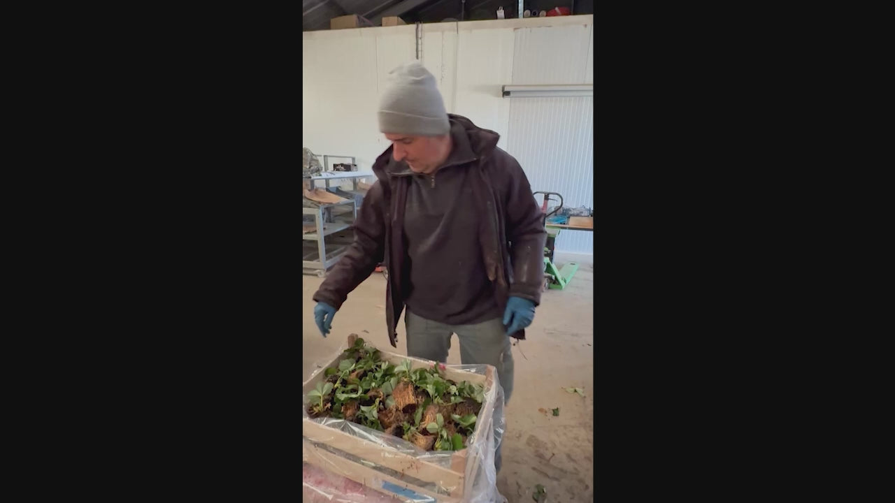 Charger la vidéo : 